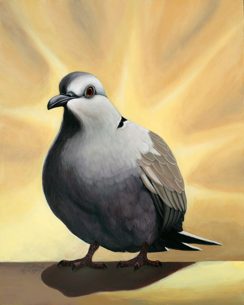 Ring-Necked Dove