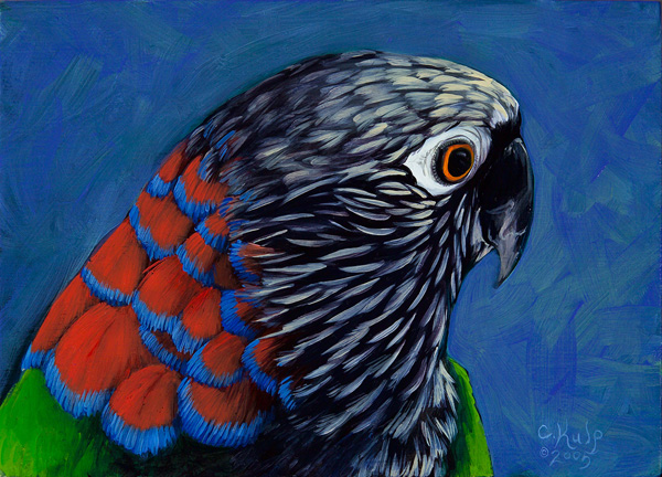 Hawk Headed Parrot