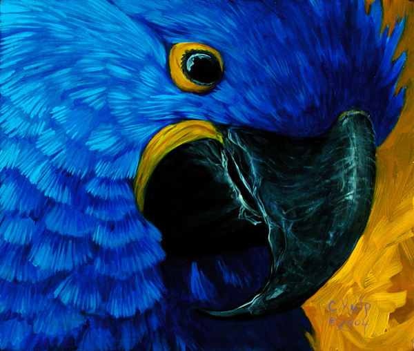 Hyacinth Macaw #1