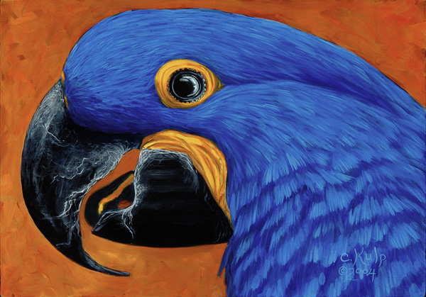 Hyacinth Macaw #3